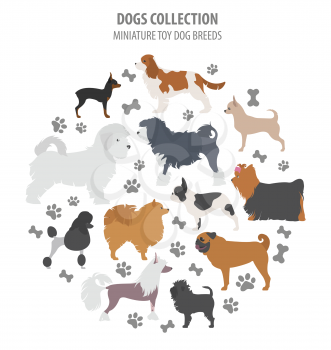 Miniature toy dog breeds collection isolated on white. Flat style. Vector illustration