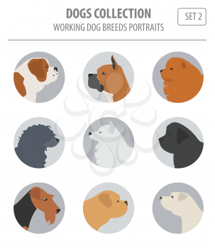 Working (watching) dog breeds collection isolated on white. Flat style. Vector illustration