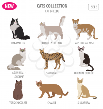Cat breeds icon set flat style isolated on white. Create own infographic about pets. Vector illustration
