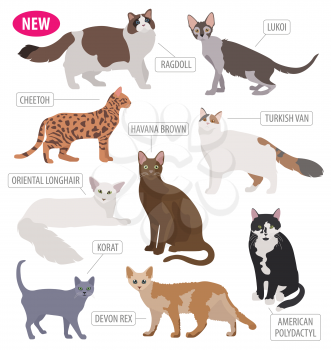Cat breeds icon set flat style isolated on white. Create own infographic about pets. Vector illustration