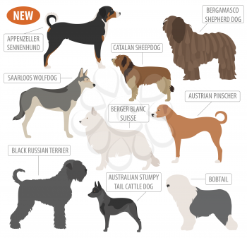 Shepherd dog breeds, sheepdogs set icon isolated on white . Flat style. Vector illustration