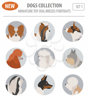 Miniature toy dog breeds, set icon isolated on white . Flat style. Vector illustration