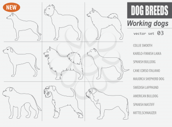 Working, watching dog breeds,  set icon isolated on white .Outline, linear version.  Vector illustration