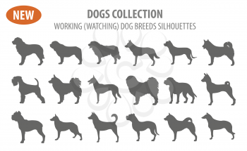 Working, watching dog breeds,  set icon isolated on white . Flat style. Vector illustration