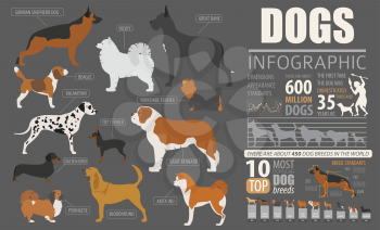 Dog info graphic template. Puppy breeds, pet isolated on white. Vector illustration 