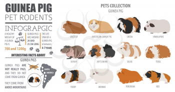Guinea Pig breeds infographic template, icon set flat style isolated. Pet rodents collection. Create own infographic about pets. Vector illustration