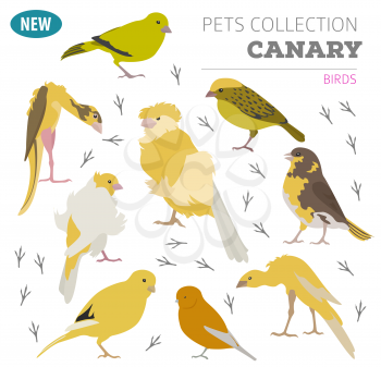 Canary breeds icon set flat style isolated on white. Pet birds collection. Create own infographic about pets. Vector illustration