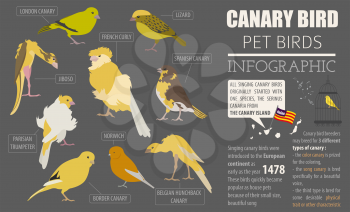Canary breeds icon set flat style isolated on white. Pet birds collection. Create own infographic about pets. Vector illustration