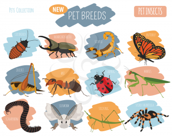 Pet insects breeds icon set flat style isolated on white. House keeping bugs, beetles, sticks, spiders and other collection. Create own infographic about pets. Vector illustration