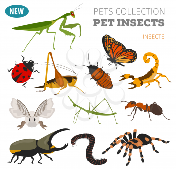 Pet insects breeds icon set flat style isolated on white. Bugs, beetles, sticks, spiders and other collection. Create own infographic about pets. Vector illustration