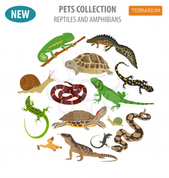 Pet reptiles and amphibians icon set flat style isolated on white. House keeping this animals collection. Create own infographic about pets. Vector illustration