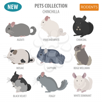 Chinchilla breeds icon set flat style isolated on white. Pet rodents collection. Create own infographic about pets. Vector illustration