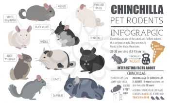 Chinchilla breeds icon set flat style isolated on white. Pet rodents collection. Create own infographic about pets. Vector illustration