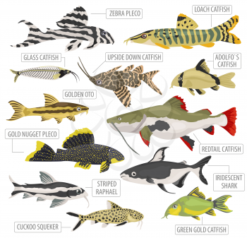 Freshwater aquarium fishes breeds icon set flat style isolated on white. Catfish. Create own infographic about pets. Vector illustration