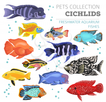 Freshwater aquarium fishes breeds icon set flat style isolated on white. Cichlids. Create own infographic about pets. Vector illustration