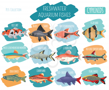 Freshwater aquarium fishes breeds icon set flat style isolated on white. Cyprinids. Create own infographic about pets. Vector illustration