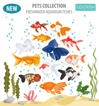 Freshwater aquarium fishes breeds icon set flat style isolated on white. Goldfish. Create own infographic about pets. Vector illustration