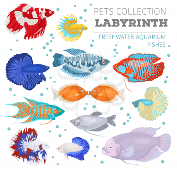 Freshwater aquarium fishes breeds icon set flat style isolated on white. Labyrinth fishes: betta, gourami. Create own infographic about pets. vector illustration