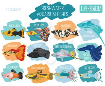 Freshwater fishes breeds icon set flat style isolated on white. Live-bearing aquarium fish. Create own infographic about pets. Vector illustration
