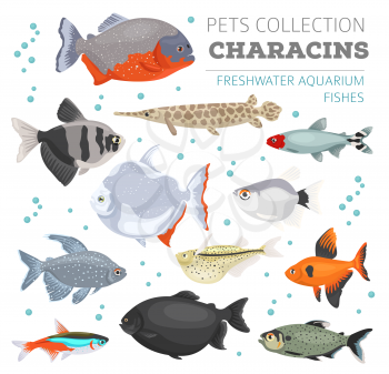 Freshwater aquarium fishes breeds icon set flat style isolated on white. Characins. Create own infographic about pets. Vector illustration