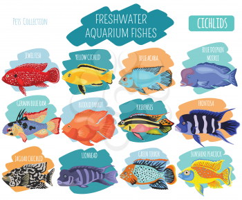 Freshwater aquarium fishes breeds icon set flat style isolated on white. Cichlids. Create own infographic about pets. Vector illustration
