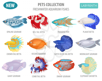 Freshwater aquarium fishes breeds icon set flat style isolated on white. Labyrinth fishes: betta, gourami. Create own infographic about pets. Vector illustration