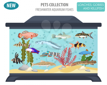 Freshwater aquarium fishes breeds icon set flat style isolated on white. Loaches, gobies, killifishes. Create own infographic about pets. Vector illustration
