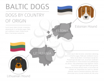 Dogs by country of origin. Baltic dog breeds. Infographic template. Vector illustration