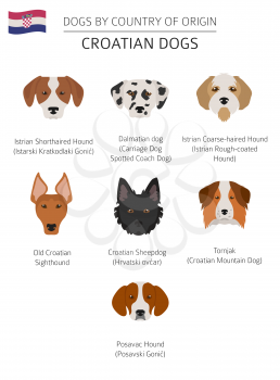 Dogs by country of origin. Croatian dog breeds. Infographic template. Vector illustration