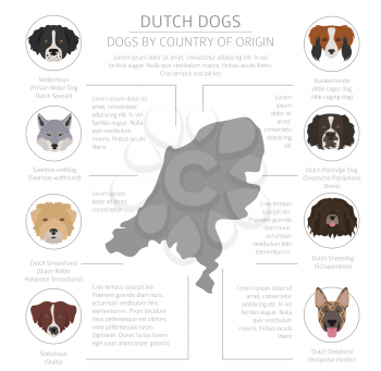 Dogs by country of origin. Dutch (Holland) dog breeds. Infographic template. Vector illustration