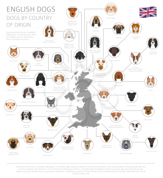 Dogs by country of origin. English dog breeds. Infographic template. Vector illustration