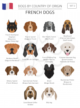 Dogs by country of origin. French dog breeds. Infographic template. Vector illustration