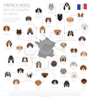 Dogs by country of origin. French dog breeds. Infographic template. Vector illustration