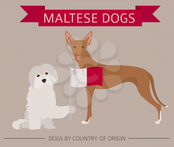 Dogs by country of origin. Maltese dog breeds. Infographic template. Vector illustration