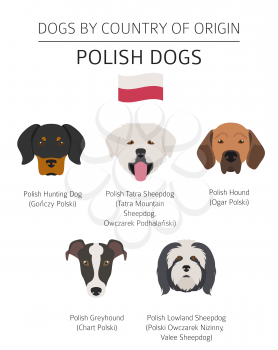 Dogs by country of origin. Polish dog breeds. Infographic template. Vector illustration