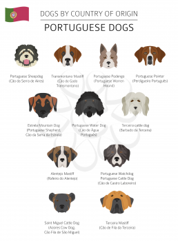 Dogs by country of origin. Portuguese dog breeds. Infographic template. Vector illustration