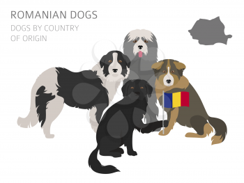 Dogs by country of origin. Romanian dog breeds. Infographic template. Vector illustration