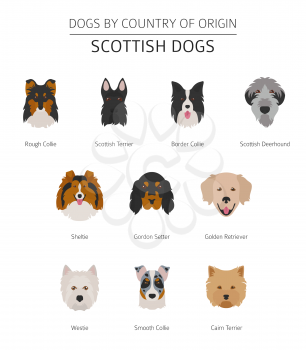 Dogs by country of origin. Scottish dog breeds. Infographic template. Vector illustration
