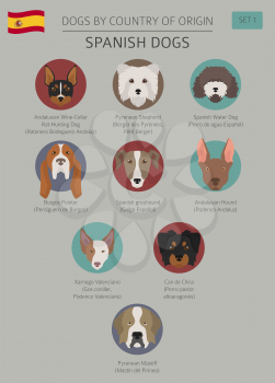 Dogs by country of origin. Spanish dog breeds. Infographic template. Vector illustration