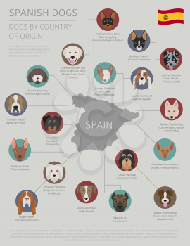 Dogs by country of origin. Spanish dog breeds. Infographic template. Vector illustration