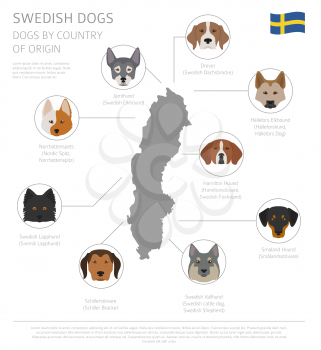 Dogs by country of origin. Swedish dog breeds. Infographic template. Vector illustration