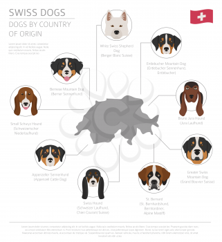 Dogs by country of origin. Swiss dog breeds. Infographic template. Vector illustration
