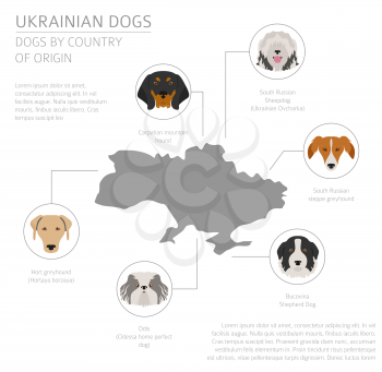 Dogs by country of origin. Ukrainian dog breeds. Infographic template. Vector illustration