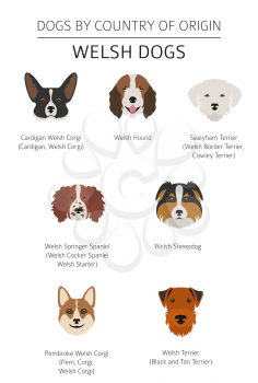 Dogs by country of origin. Walsh dog breeds. Infographic template. Vector illustration. Vector illustration