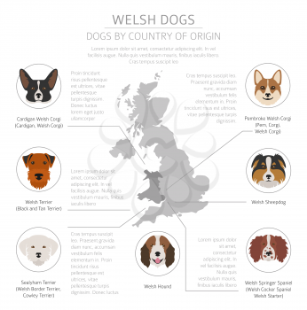 Dogs by country of origin. Walsh dog breeds. Infographic template. Vector illustration. Vector illustration