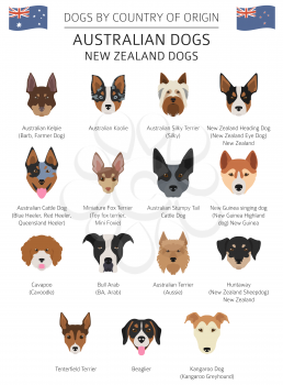 Dogs by country of origin. Australian dog breeds, New Zealand dogs. Infographic template. Vector illustration