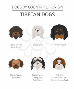 Dogs by country of origin. Tibetan dog breeds, chinese mountain dogs. Infographic template. Vector illustration