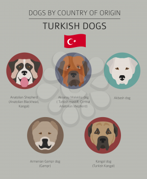 Dogs by country of origin. Turkish dog breeds. Infographic template. Vector illustration