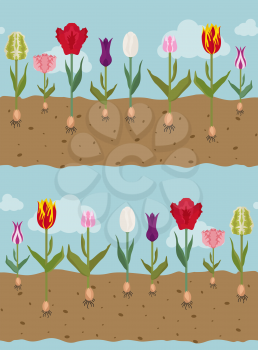 Tulip varieties flat seamless pattern. Garden flower and house plants. Vector illustration