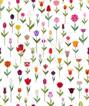 Tulip varieties flat seamless pattern. Garden flower and house plants. Vector illustration